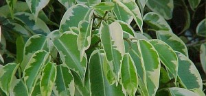 Ficus benjamina marginata