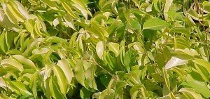 Ficus benjamina prestige