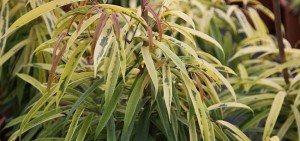 Ficus maccalendii aureum