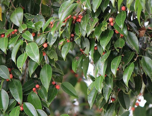 Ficus benjamina nuda