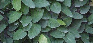 Ficus pumila