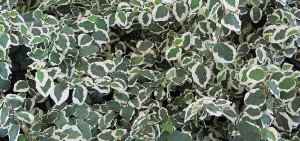 Ficus pumila marginata