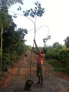 Ficus religiosa