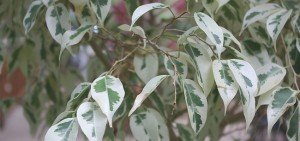 Ficus benjamina starlight