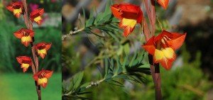 Gladiolus dalenii