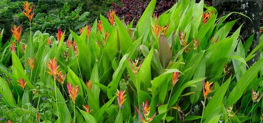 Heliconia psittacorum andromeda