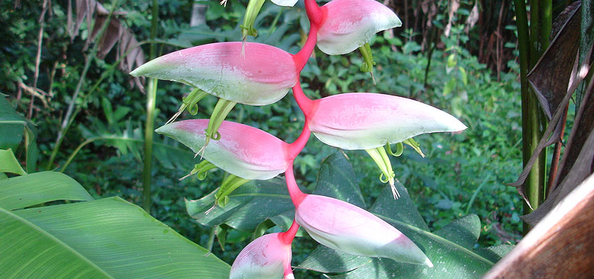 Heliconia chartacea sexy pink