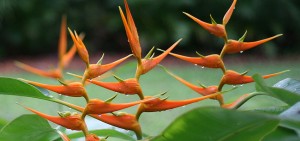 Heliconia latispatha orange gyro