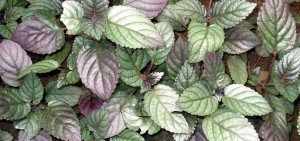 Hemigraphis colorata exotica