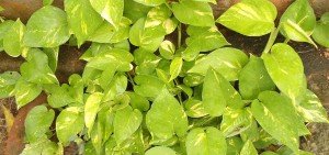 Epipremnum aureum goldii