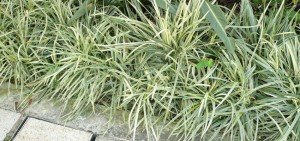Ophiopogon jaburan variegata