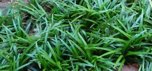 Ophiopogon japonicus