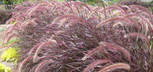 Pennisetum rueppeli