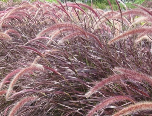 Pennisetum rueppeli