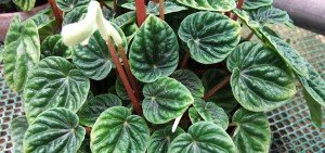 Peperomia caperata emerald ripples