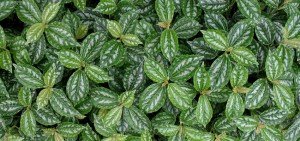 Pilea cadierei