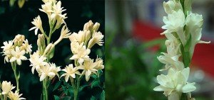 Polianthes tuberosa plena
