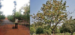 Pterospermum acerifolium