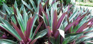 Rhoeo spathacea compacta