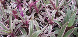 Rhoeo spathacea compacta varigata