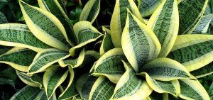 Sansevieria trifasciata golden hahnii