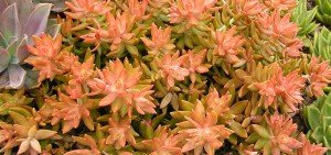 Sedum nussbaumerianum