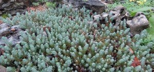 Sedum reflexum