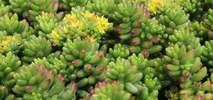 Sedum rubrotinctum