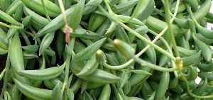 Senecio radicans