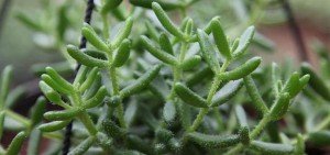 Senecio radicans fish hook