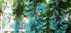 Strongylodon macrobotrys