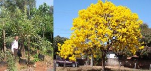 Tabebuia argentea