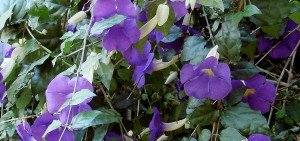 Thunbergia erecta nana