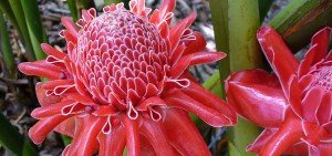 Nicolaia elatior, Etlingera elatior, Phaeomeria magnifica