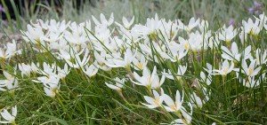 Zephyranthes candida