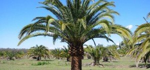 Phoenix canariensis