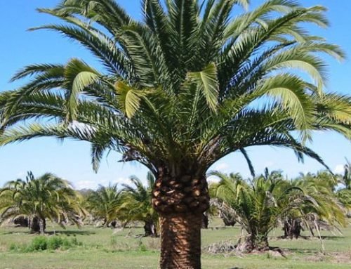 Phoenix canariensis
