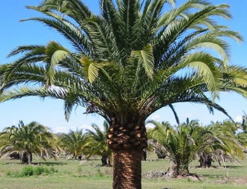 Phoenix canariensis