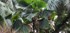 Licuala grandis