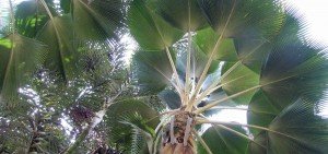 Pritchardia pacifica
