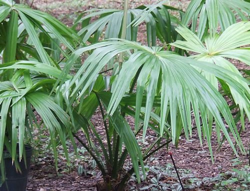 Thrinax excelsa