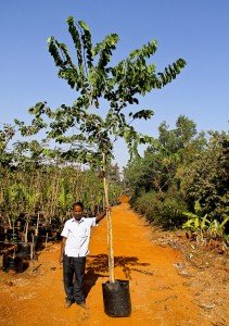 bauhinia blakeana