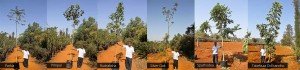 big-avenue-tree