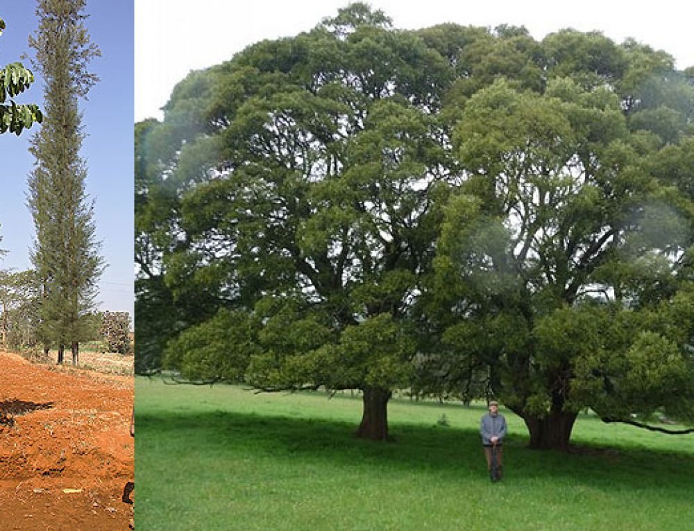 Can we Transplant mature plants, mature trees, and ready made plant