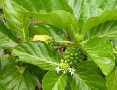 Noni