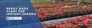 Ready made plant by shailesh nursery