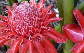 Flowering Plants