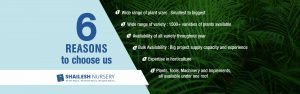 Plant Nursery In Kolahpur
