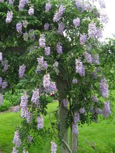 Adrisi Solanaceae