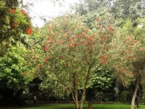 Amhertia Nobilis